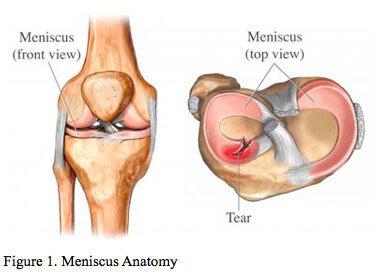 Knee meniscus