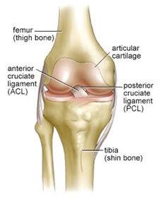 Normal Knee Anatomy