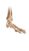 Ankle Physical Forms