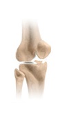 Knee Physical Forms