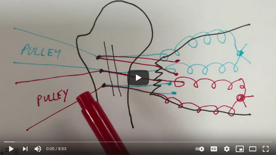 Open Pectoralis Major Repair