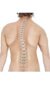 Spine Physical Forms